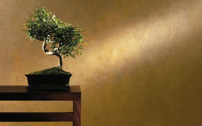 Metallic Innenraumfarbe mit Pflanze auf einem Tisch